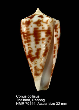 Conus collisus (3).jpg - Conus collisusReeve,1849